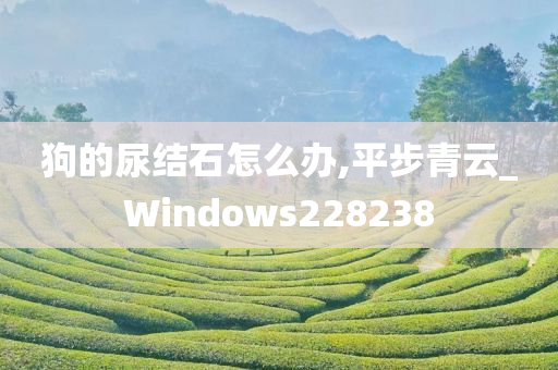 狗的尿结石怎么办,平步青云_Windows228238